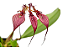 Bulbophyllum Rothschildianum - Imagem 3