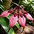 Bulbophyllum Rothschildianum - Imagem 1