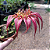Bulbophyllum Rothschildianum - Imagem 1