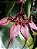 Bulbophyllum Rothschildianum - Imagem 2