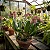 Orquídea Bulbophyllum Rothschildianum - Imagem 4