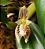 Bulbophyllum Ambrosia - Imagem 3