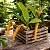 Orquídea Bulbophyllum Careyanum - Imagem 3