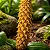 Orquídea Bulbophyllum Careyanum - Imagem 4