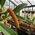 Orquídea Bulbophyllum Careyanum - Imagem 1
