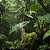 Orquídea Bulbophyllum Longissimum x Putidum - Imagem 3