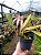 Bulbophyllum Longissimum x Putidum - Imagem 3