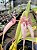 Bulbophyllum Longissimum x Putidum - Imagem 4