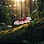 Orquídea Bulbophyllum Flabelum-Veneris - Imagem 1