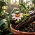 Orquídea Bulbophyllum Flabelum-Veneris - Imagem 4