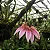 Orquídea Bulbophyllum Flabelum-Veneris - Imagem 3