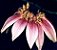 Bulbophyllum Flabelum-Veneris - Imagem 1