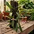 Orquídea Bulbophyllum Flabelum-Veneris - Imagem 2