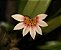 Bulbophyllum Flabelum-Veneris - Imagem 2