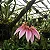 Bulbophyllum Flabelum-Veneris - Imagem 2