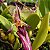 Bulbophyllum Putidum - Imagem 1