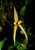 Bulbophyllum Williamsii - Imagem 2