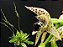 Bulbophyllum Ipanemense - Imagem 2