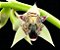 Bulbophyllum Ipanemense - Imagem 1