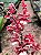Orquídea Chocolate - Oncidium Sharry Baby (Perfumada) - Imagem 3