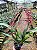 Orquídea Chocolate - Oncidium Sharry Baby (Perfumada) - Imagem 2