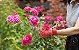 Fertilizante Mineral Misto para Roseiras (Rosa) - Imagem 3