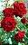 Fertilizante Mineral Misto para Roseiras (Rosa) - Imagem 7
