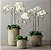 Mini Phalaenopsis Branca - Imagem 4
