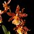 Oncostele Catatante - Oncidium Catatante - Imagem 1