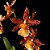 Oncostele Catatante (Oncidium Catatante) - Imagem 1