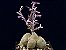 Monadenium montanum var. rubellum (Euphorbia neorubella) - Imagem 1