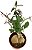Monadenium montanum var. rubellum (Euphorbia neorubella) - Imagem 3