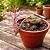 Orquídea Monadenium montanum var. rubellum - Planta Cerebro - Imagem 2