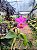 Cattleya Hibrida 04 - Imagem 2
