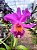 Cattleya Hibrida 04 - Imagem 1