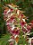 Phaius Tankervilleae (Capuz de Freira) - Muda Adulta - Imagem 1