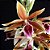 Phaius Tankervilleae (Capuz de Freira) - Muda Adulta - Imagem 2