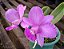Cattleya Walkeriana Tipo 'Sonata' x Cattleya Walkeriana Tipo 'Vertentes' - NO TOCO - Imagem 1