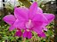 Cattleya Walkeriana Cantagalo x Cattleya Walkeriana Escura Nº 2 - Imagem 1
