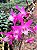 Dendrobium Nobile Stardust 'Rainbow Dance' - Imagem 3