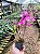 Dendrobium Nobile Stardust 'Rainbow Dance' - Imagem 2