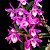 Dendrobium Nobile Stardust 'Rainbow Dance' - NO TOCO - Imagem 1