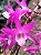 Dendrobium Nobile Stardust 'Rainbow Dance' - Imagem 1