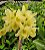 Dendrobium Nobile Amarelo - Imagem 1