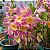 Dendrobium Nobile Rosa com miolo Amarelo - Imagem 2