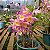 Dendrobium Nobile Rosa com miolo Amarelo - Imagem 3