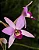Laelia Anceps - Imagem 4