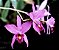Laelia Anceps - Imagem 5