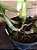 Cattleya Walkeriana Tokio S/A x Self x Rubra Itacolomi - Muda maior - Imagem 3