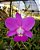 Cattleya Walkeriana Tokio S/A x Self x Rubra Itacolomi - Muda maior - Imagem 1